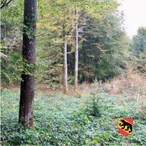 Es geht weiter im Schwändiwald