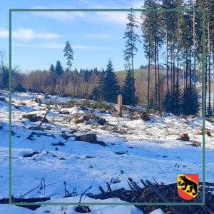 300 Jungbäume im Englisberg-Wald