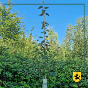 Die Neugestaltung der Waldfläche nahe Zürich: Ein Schritt in die Zukunft