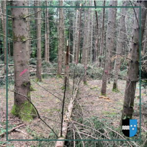 Aufforstung nach dem Sturm