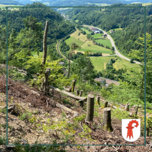 Der Wert der Bäume im Schutzwald