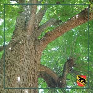 Einen Baum erhalten